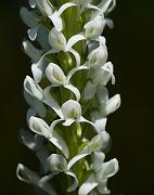 Bog Rein Orchid, Platantherera dilata